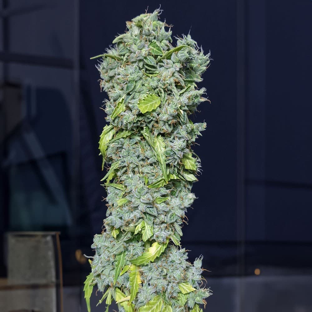 Magic Tree Auto