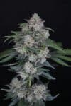 MAK OG Auto
