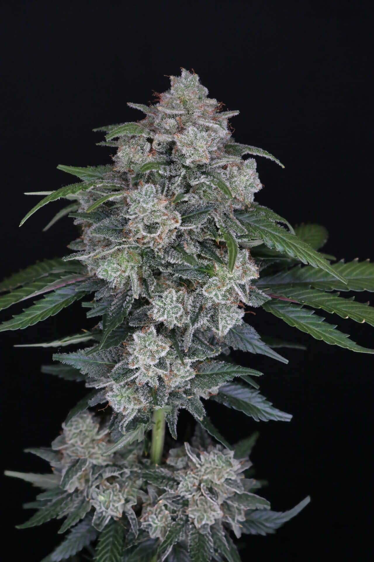 MAK OG Auto