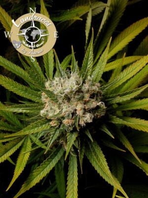 Malawi Gold (Anesia Seeds)