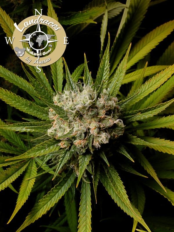 Malawi Gold (Anesia Seeds)