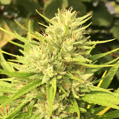 Malawi X Panama Reg.