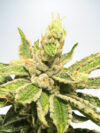 Mamacitas Cookies
