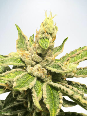Mamacitas Cookies