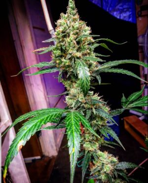 Manderine Dream XL Auto