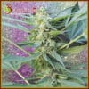 Mango Chutney Auto