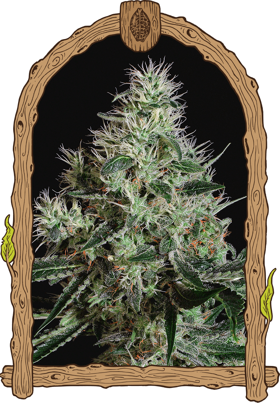 Mango Cream Auto