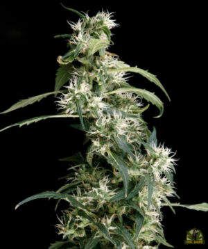 Mango Haze (AUH #2)