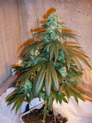 Mango (KC Brains)