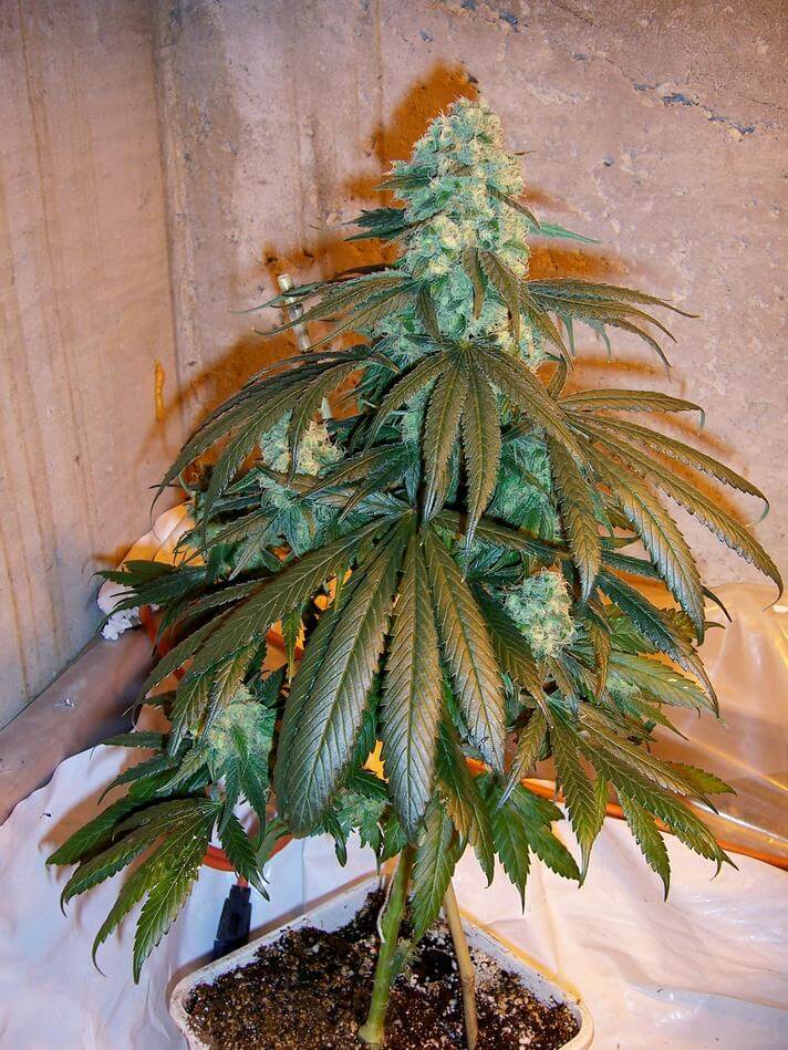 Mango (KC Brains)
