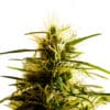 Mango Pepper Reg.