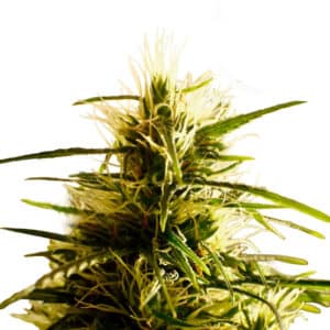 Mango Pepper Reg.