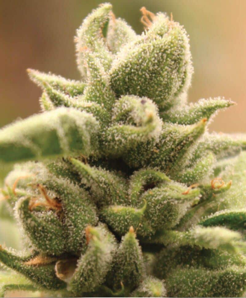 Mango Sherbert