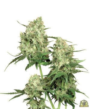 Maple Leaf Indica Reg.