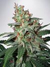 Mars Mellow