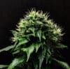 Masamune OG Auto