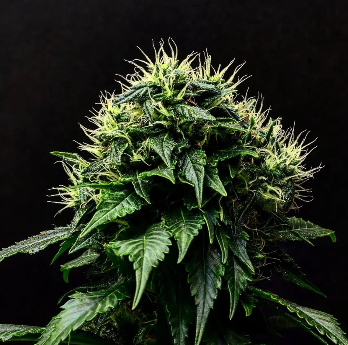 Masamune OG Auto