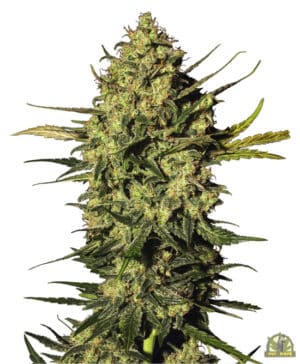 Master Kush Automatic