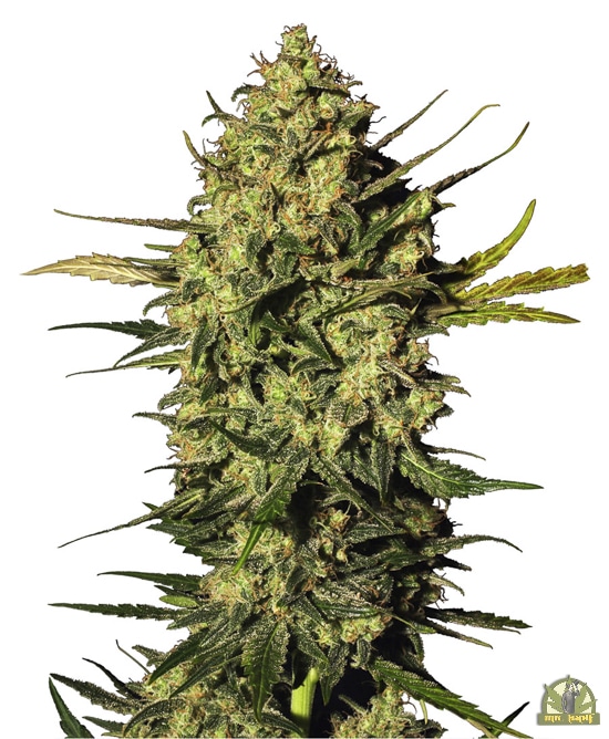 Master Kush Automatic