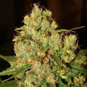 Master Kush Auto (Nirvana Seeds)