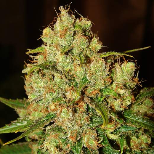 Master Kush Auto (Nirvana Seeds)