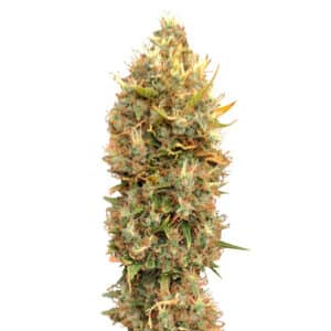 Masterkush CBG