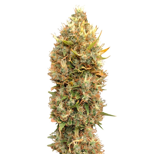 Masterkush CBG
