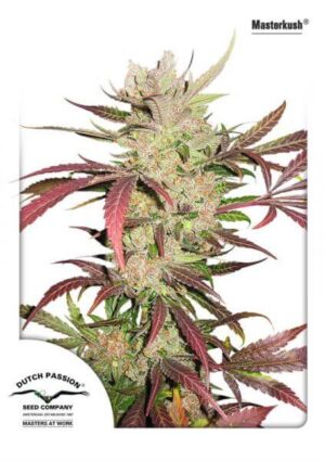 Masterkush (Dutch Passion)