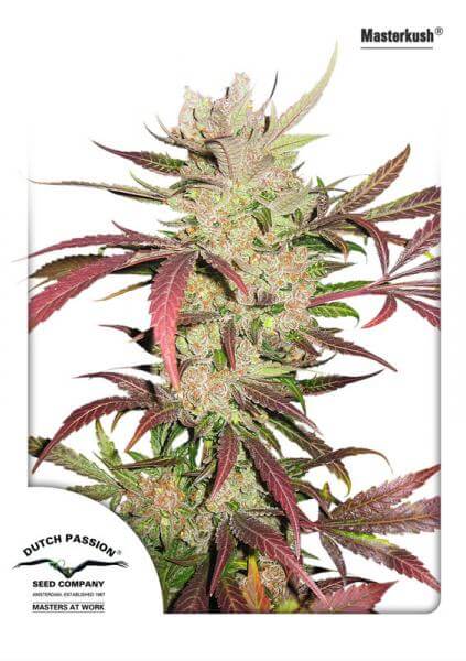 Masterkush (Dutch Passion)
