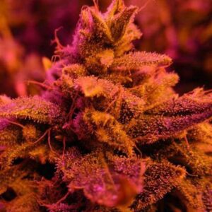 Master Kush (Nirvana Seeds)