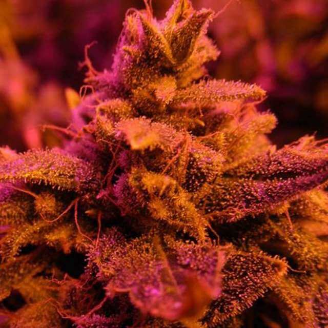 Master Kush Reg. (Nirvana Seeds)