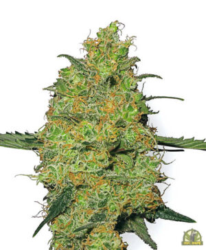 Master Kush (White Label Seeds)