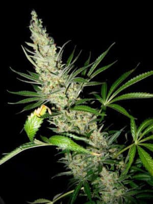 Master Kush x Skunk Reg.
