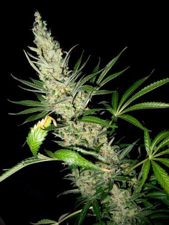 Master Kush x Skunk Reg.