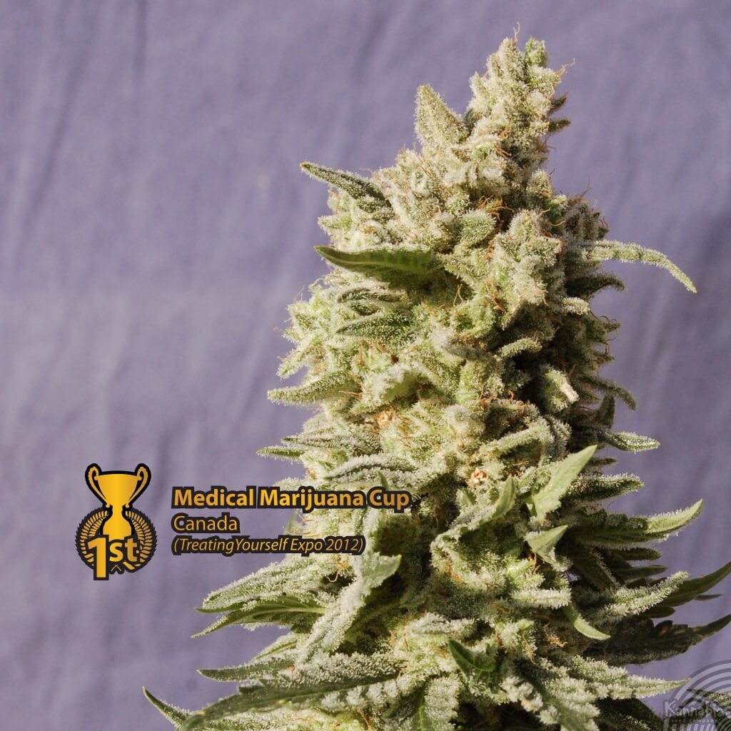 Mataro Blue (Kannabia Seeds)