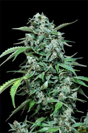 Maxi Haze Auto