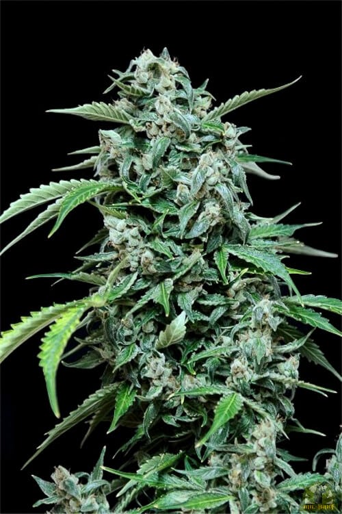 Maxi Haze Auto