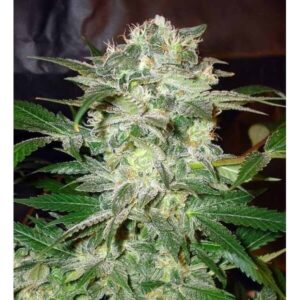 Mazar Kush
