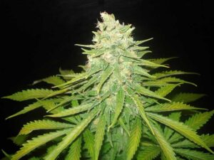 Mazar x Great White Shark