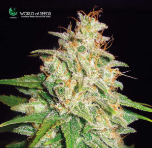 Mazar x White Rhino
