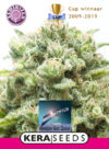 Medical AMG Haze