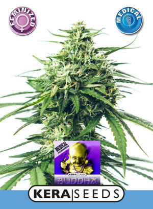 Medical Buddha