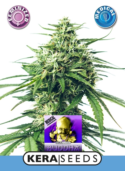 Medical Buddha
