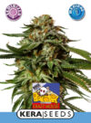 Medical Cheese