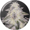 Medical Runntz