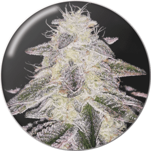 Medical Runntz