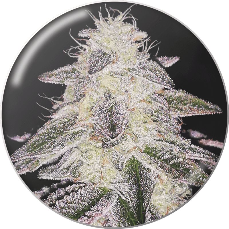 Medical Runntz