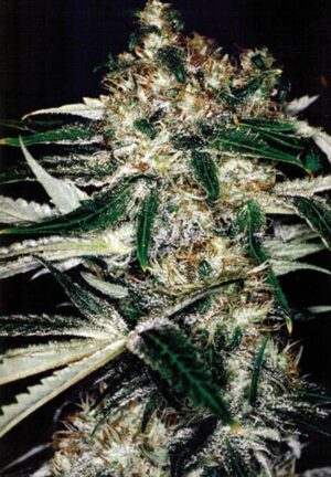 Medicine Man Reg.