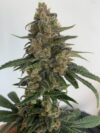 Medtonic CBD