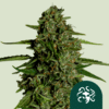 Medusa F1 Auto